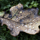 Illustration for article titled 76 Stunning Photos Of Fall Leaves
